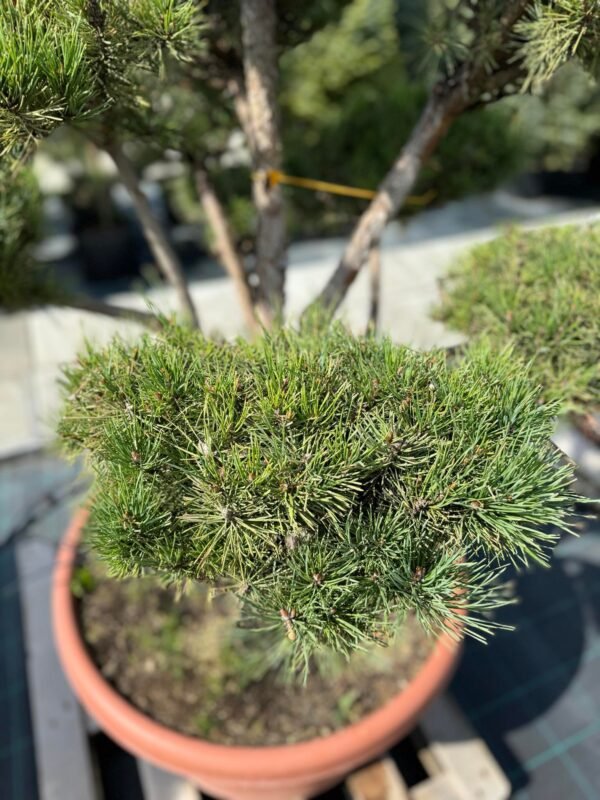 Formuota pušis Nr. 18 - Image 2