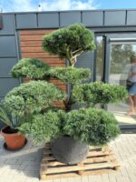 Formuota pušis Nr.3