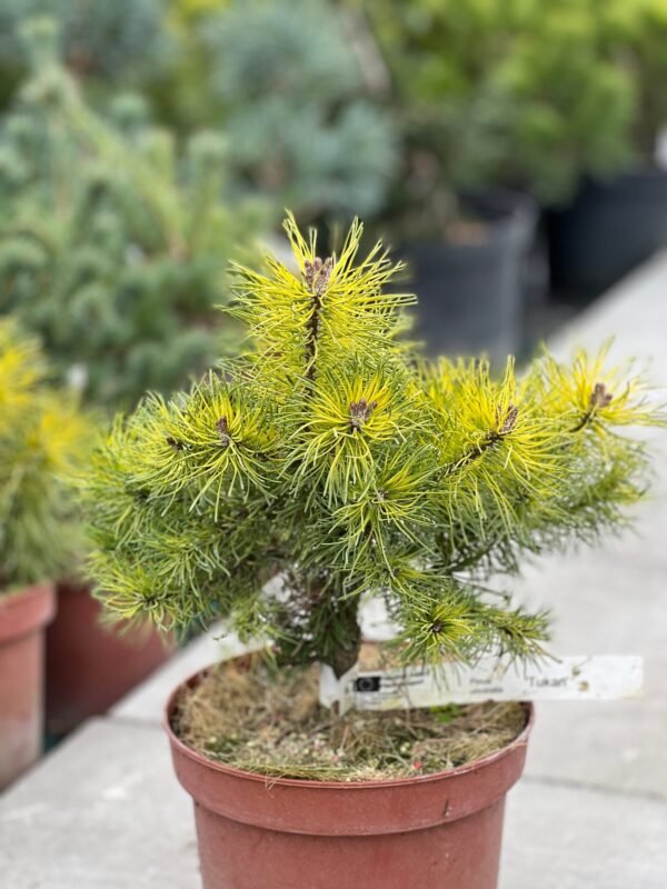 KABLELINĖ PUŠIS 'TUKAN' - Image 3