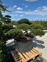 Formuota pušis Nr. 13