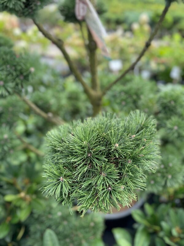 Formuota pušis Nr. 9 - Image 2