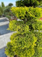 Formuotas kadagys Nr. 28 - Image 2