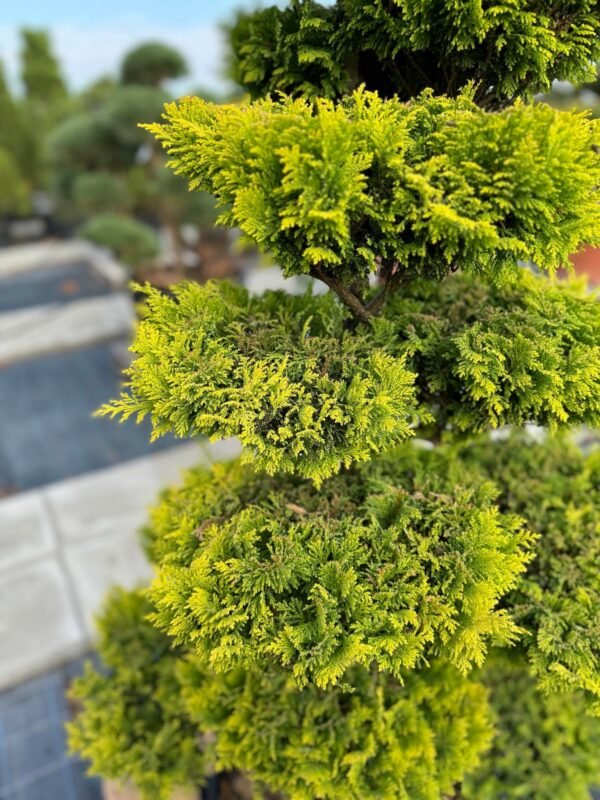 Formuotas kadagys Nr. 28 - Image 2