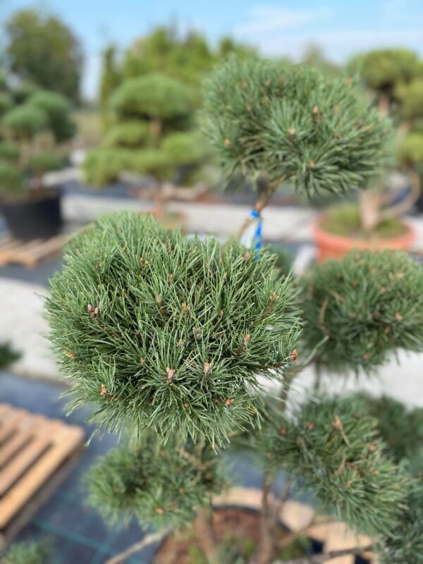 Formuota pušis Nr. 26 - Image 2