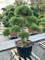 Formuota pušis Nr. 22