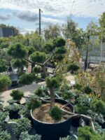 Formuota pušis Nr. 5