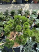 Formuota pušis Nr. 7 - Image 2