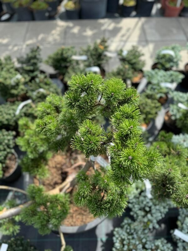 Formuota pušis Nr. 7 - Image 2