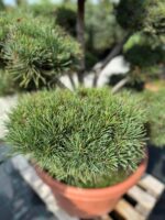 Formuota pušis Nr. 17 - Image 2