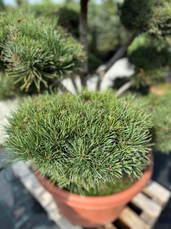 Formuota pušis Nr. 17 - Image 2