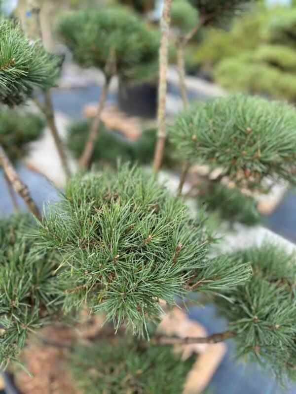 Formuota pušis Nr. 27 - Image 2