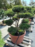 Formuota pušis Nr. 17