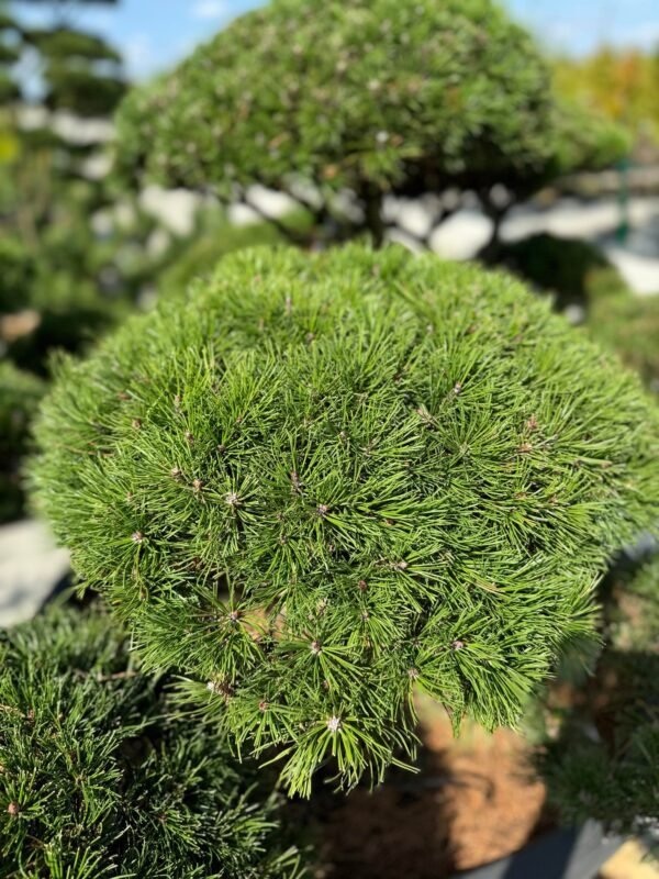 Formuota pušis Nr. 13 - Image 2