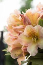 Rododendras „Bernstein“