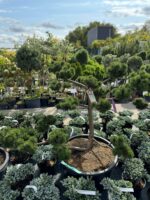 Formuota pušis Nr. 6