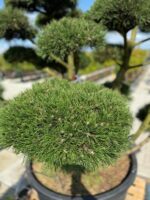 Formuota pušis Nr. 12 - Image 2