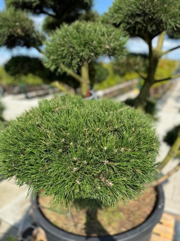 Formuota pušis Nr. 12 - Image 2