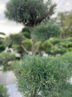 Formuota pušis Nr. 23 - Image 2