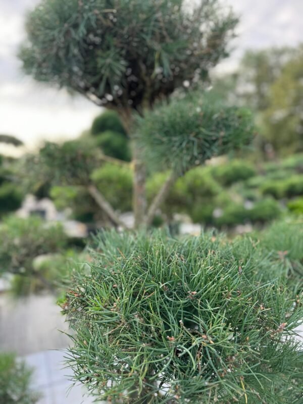 Formuota pušis Nr. 23 - Image 2