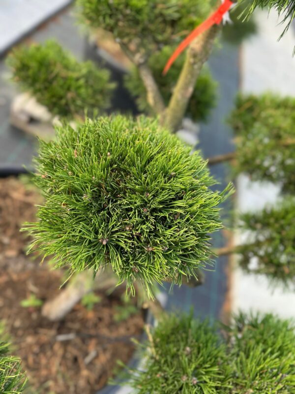 Formuota pušis Nr. 21 - Image 2