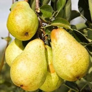 Kriaušė Bonkreta Williams