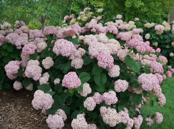 Šviesioji hortenzija 'CANDYBELLE BUBBLEGUM' - Image 2