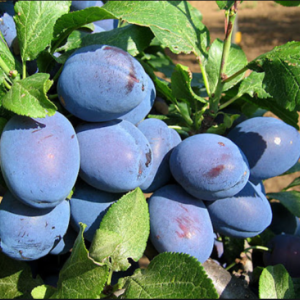 Slyva Čačanska Najbolja