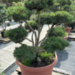 Bonsai-formuotos pušys