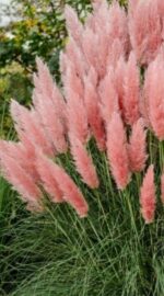 Argentininė kartaderija "Rosea" - Image 2