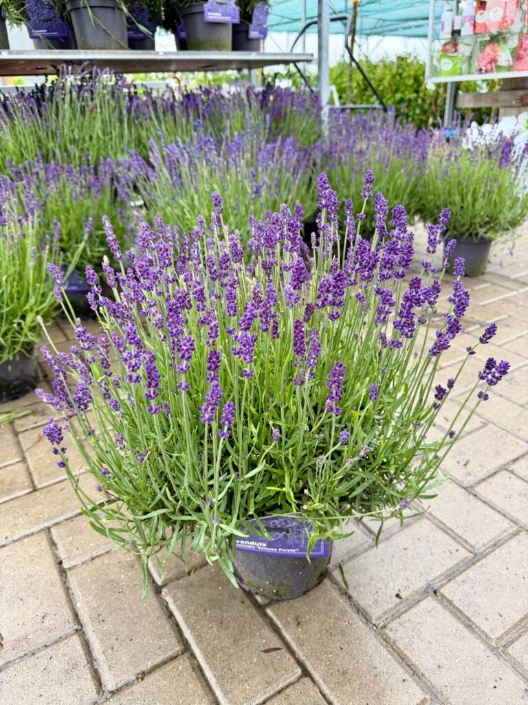 levanda essence purple