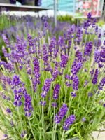 levanda essence purple