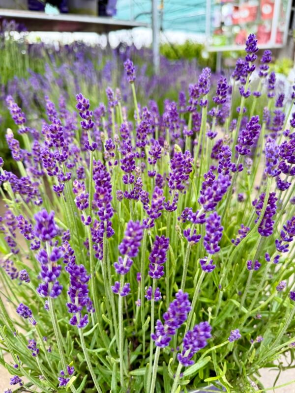 levanda essence purple