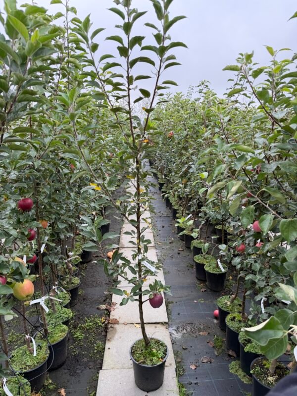 obelis red cap