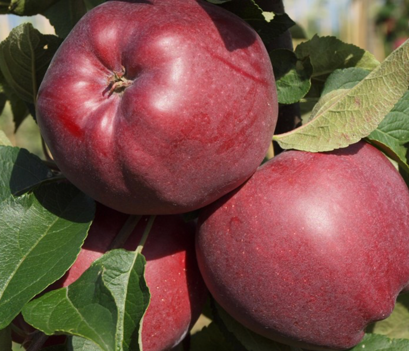 red cap obelis obelis red cap