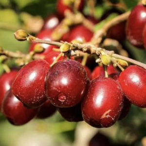 karallowyj marka sedula