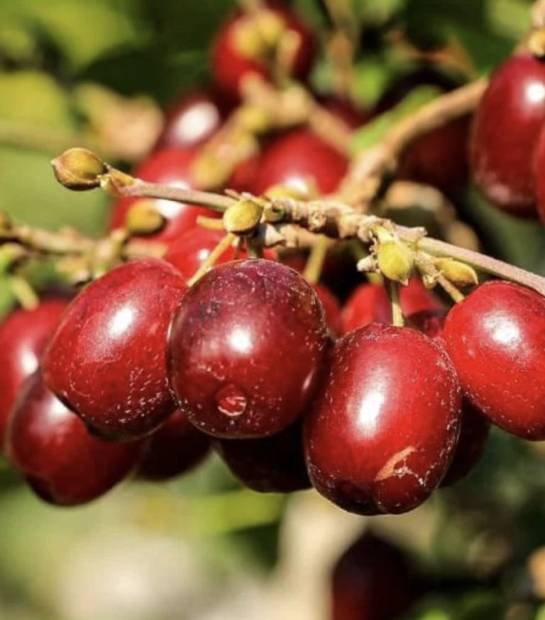 karallowyj marka sedula