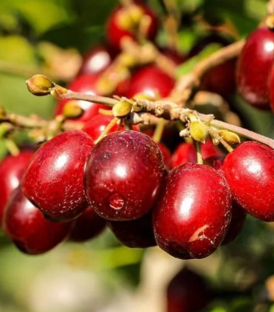 karallowyj marka sedula karallowyj marka sedula