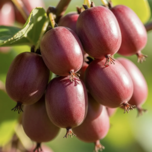 aktinidija ken's red