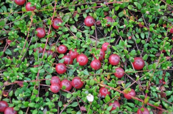 Spanguolės "Piligrim" - Image 2