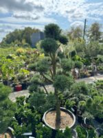 Formuota pušis Nr.8