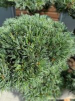 Formuota pušis Nr.3 - Image 2