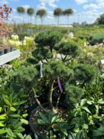 Formuota pušis Nr. 11