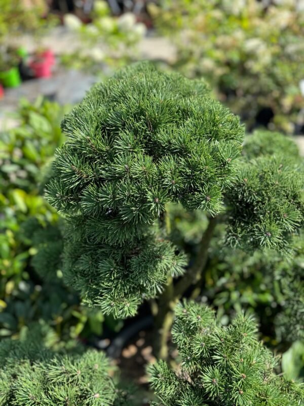 Formuota pušis Nr. 11 - Image 2