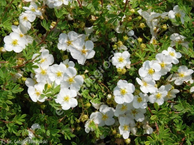 abbotswood sidabrazole