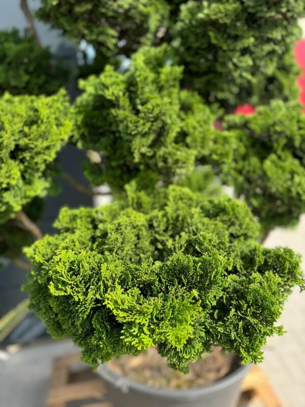 Formuotas puskiparisis Nr. 4 - Image 2