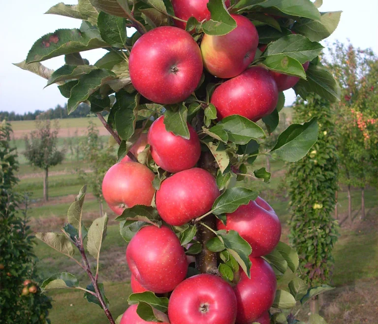 arbat kolonine obelis