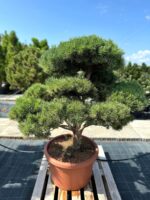 Formuota pušis Nr. 19