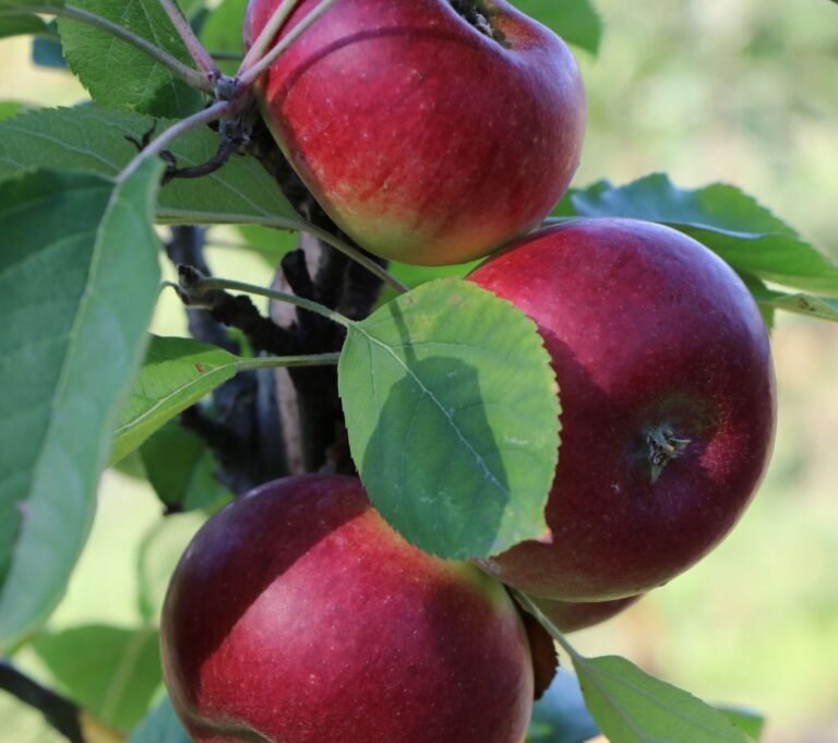 balerina kolonine obelis