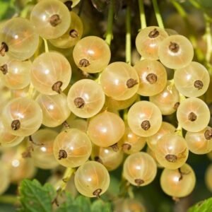 Geltonieji serbentai "Juteborg"