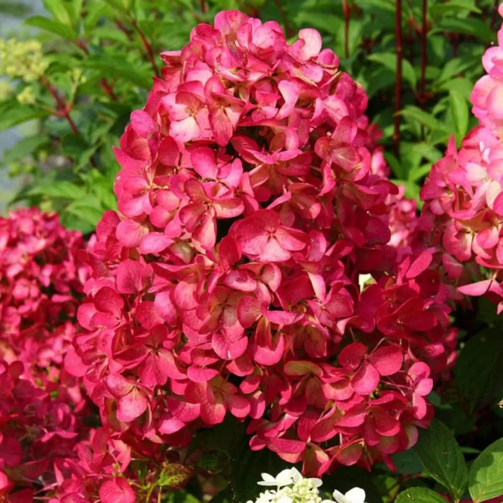 bloody mary hortenzija bloody mary hortenzija